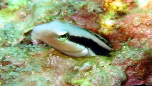 Aspidontus taeniatus (縱帶盾齒鳚)縮圖