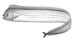 Evoxymetopon taeniatus (條狀窄顱帶魚)縮圖