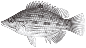 Bodianus oxycephalus (尖頭狐鯛)