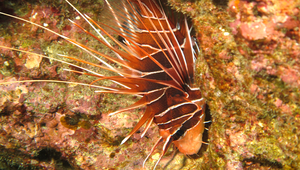 Pterois radiata (輻紋簑鮋)-資源代表圖