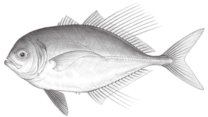 Atropus atropos (溝鰺)縮圖