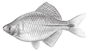 Rhodeus ocellatus ocellatus (高體鰟鮍)