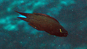 Labropsis xanthonota (多紋褶唇魚)縮圖