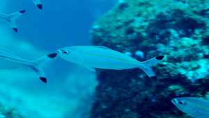 Pterocaesio digramma (雙帶鱗鰭烏尾鮗)縮圖
