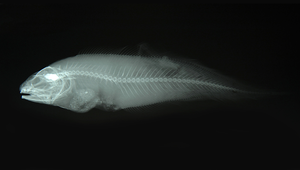 Neobythites unimaculatus (單斑新鼬魚)縮圖