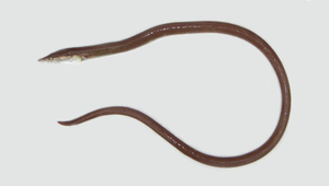 Ophisurus macrorhynchos (大吻沙蛇鰻)縮圖