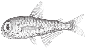 Hygophum reinhardtii (萊氏壯燈魚)縮圖