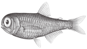 Diogenichthys atlanticus (大西洋明燈魚)縮圖