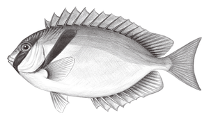 Siganus virgatus (藍帶臭肚魚)