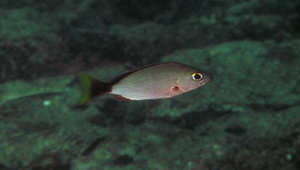 Lutjanus gibbus (隆背笛鯛)縮圖