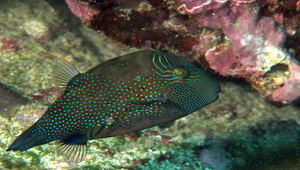 Canthigaster amboinensis (安邦尖鼻魨)