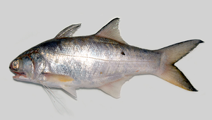 Eleutheronema tetradactylum (四指馬鮁)