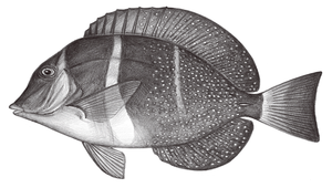 Acanthurus guttatus (斑點刺尾鯛)