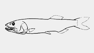 Narcetes lloydi (魯氏黑口魚)縮圖