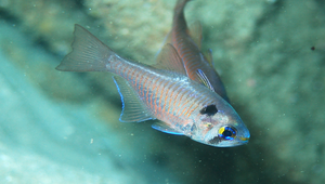 Taeniamia biguttata (雙斑帶天竺鯛)縮圖