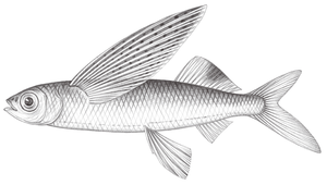 Cheilopogon atrisignis (紅斑鬚唇飛魚)-資源代表圖