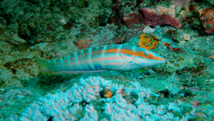 Coris dorsomacula (背斑盔魚)-資源代表圖