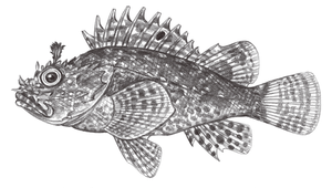 Scorpaena miostoma (小口鮋)-資源代表圖