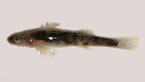 <i>Rhinogobius gigas </i> (大吻鰕虎)系列照片