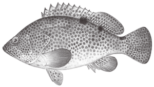 Epinephelus trimaculatus (三斑石斑魚)縮圖