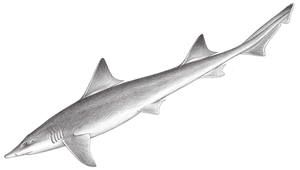 Mustelus griseus (灰貂鯊)