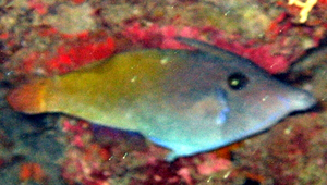 Pervagor janthinosoma (紅尾前角單棘魨)