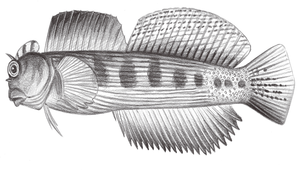 Blenniella bilitonensis (對斑真蛙鳚)
