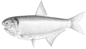 Thryssa chefuensis (芝蕪稜鯷)
