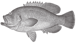 Cephalopholis sonnerati (宋氏九刺鮨)-資源代表圖