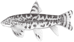 Formosania lacustre (纓口臺鰍)縮圖