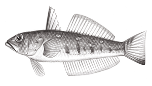 Chrionema chlorotaenia (綠尾低線魚)
