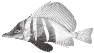 Histiopterus typus (帆鰭魚)縮圖