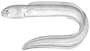 Parabathymyrus macrophthalmus (大眼擬深海蠕鰻)縮圖