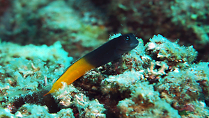 Ecsenius bicolor (二色無鬚鳚)縮圖