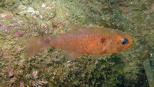 Taeniamia fucata (褐斑帶天竺鯛)