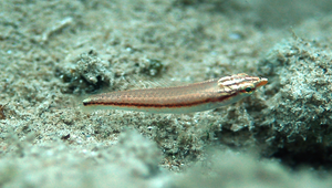 Parajulis poecilepterus (花鰭副海豬魚)縮圖