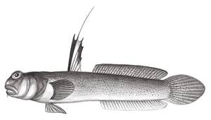 <i>Scartelaos gigas </i> (大青彈塗魚)系列照片