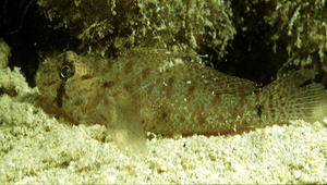 Asterropteryx spinosa (棘星塘鱧)縮圖