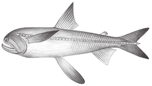 Harpadon nehereus (印度鐮齒魚)縮圖