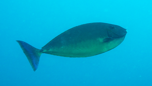 Naso hexacanthus (六棘鼻魚)