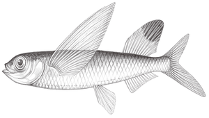Parexocoetus brachypterus (短鰭擬飛魚)