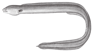 Pisodonophis cancrivorus (食蟹荳齒蛇鰻)縮圖