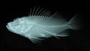 Scorpaenopsis ramaraoi (拉氏擬鮋)