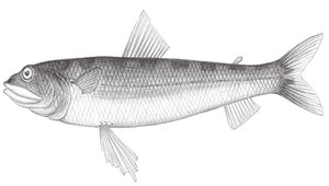 Synodus fuscus (褐狗母魚)縮圖
