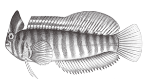 Omobranchus fasciolatoceps (斑頭肩鰓鳚)-資源代表圖