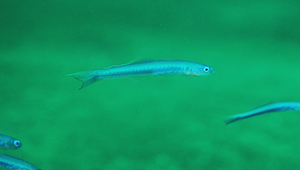 Ptereleotris hanae (絲尾凹尾塘鱧)縮圖