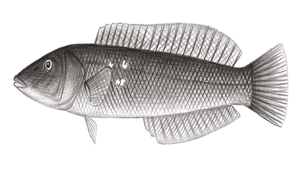 Cheilio inermis (管唇魚)