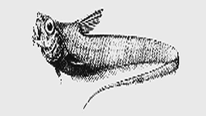 Sphagemacrurus pumiliceps (矮頭短吻鼠尾鱈)