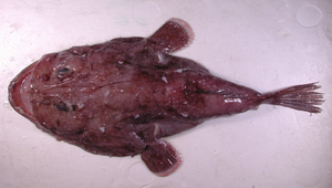 Lophiodes endoi (遠藤擬鮟鱇)