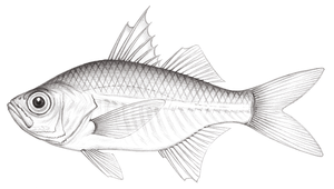 Ambassis macracanthus (大棘雙邊魚)